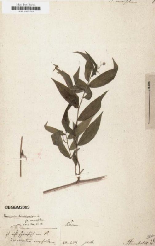 Alexander von Humboldt Panicum ruscifolium oil painting image